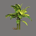 Tropical Banana Tree with Large Green Leaves Slender Trunks and Rock Base
