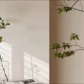 Aquatic Plant Branch in Clear Glass Vase with Green Leaves Light Wall and Sunlight Shadows