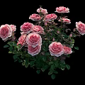 Beautiful Pink And White Blooming Flowers With Lush Green Leaves In Garden