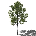 Tall Arbor with Lush Green Leaves and Dark Trunk Casting Shadow 3d model