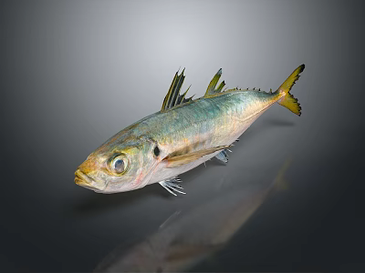 Bright Silver Aquatic Fish With Yellow Fins And Tail Large Round Eyes And Shiny Scales 3d model