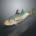 Bright Silver Aquatic Fish With Yellow Fins And Tail Large Round Eyes And Shiny Scales