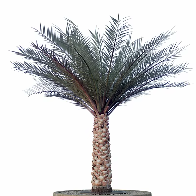 Tall Palm Tree With Long Feathery Fronds And Textured Trunk 3d model
