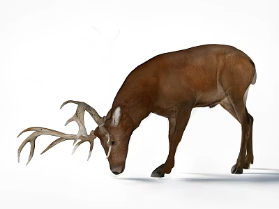 Brown Deer Ornamental Decoration Set With Large Antlers And Lifelike Design 3d model