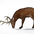 Brown Deer Ornamental Decoration Set With Large Antlers And Lifelike Design