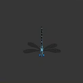 Modern Dragonfly Thin-winged Dragonfly Le Fairy Dragonfly Purple Red Dragonfly Black Lilly-winged Dragonfly Biwei Dragonfly 3d model