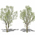 Modern Tree Landscape Tree 3d model