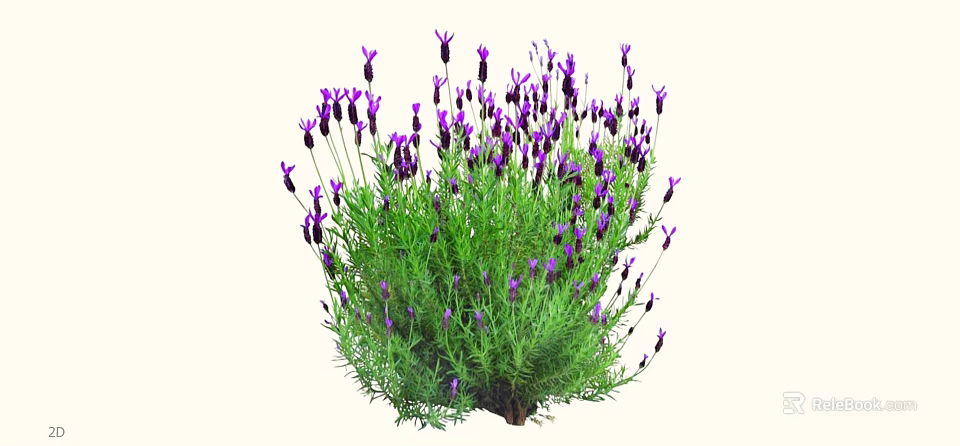 Lush Lavender Plant With Purple Flowers And Green Leaves In Natural Growth 3d model 