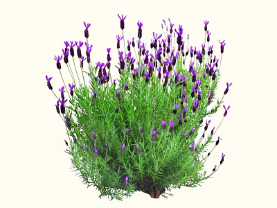 Lush Lavender Plant With Purple Flowers And Green Leaves In Natural Growth 3d model