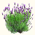 Lush Lavender Plant With Purple Flowers And Green Leaves In Natural Growth