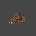 Highly Detailed Triceratops Skeleton 3D Model With Realistic Bone Structure