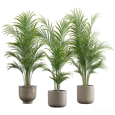 Three Potted Palm Plants With Lush Foliage In Gray Ceramic Pots 3d model