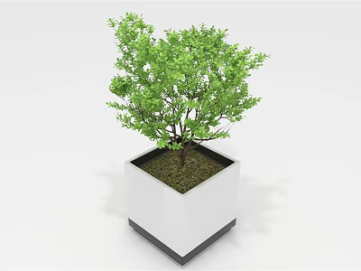 Green Plant in White Square Pot with Lush Leaves and Black Base 3d model