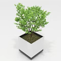 Green Plant in White Square Pot with Lush Leaves and Black Base