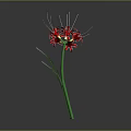 Red Spider Lily With Green Stem And Long Thin Red Petals Against Gray Background