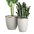 Indoor Decorative Bonsai Potted Plants In White Gold Rimmed Pots With Pebbles