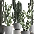 Bonsai Potted Cacti Plants In Gray Pots With Rope Decorations And Green Leaves