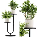 Indoor Garden Ornaments With Lush Green Plants On Black Metal Stands And White Ceramic Pots
