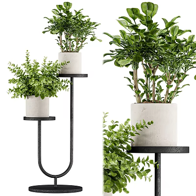 Indoor Garden Ornaments With Lush Green Plants On Black Metal Stands And White Ceramic Pots 3d model