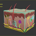 3D Skin Structure Model Showing Layers Hair Follicles And Blood Vessels