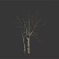 Three Bare Trees with Trunks and Branches on White Background with Reflections