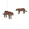 Two Spotted Leopards Standing On White Background In Studio Shot