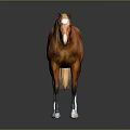 Brown Horse With Golden Mane Standing On Black Background And White Hooves