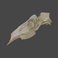 Animal Skull Detailed Skeletal Structure With Eye Socket And Teeth On Dark Background
