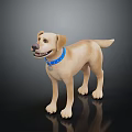 Golden Labrador Dog With Blue Collar And Tag On Black Reflective Surface