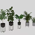 Various Indoor Green Potted Plants With Black And White Pots On Metal Stands