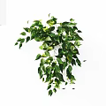 Lush Green Trailing Plants With Vibrant Hanging Leaves And Foliage