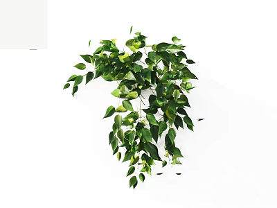 Lush Green Trailing Plants With Vibrant Hanging Leaves And Foliage 3d model