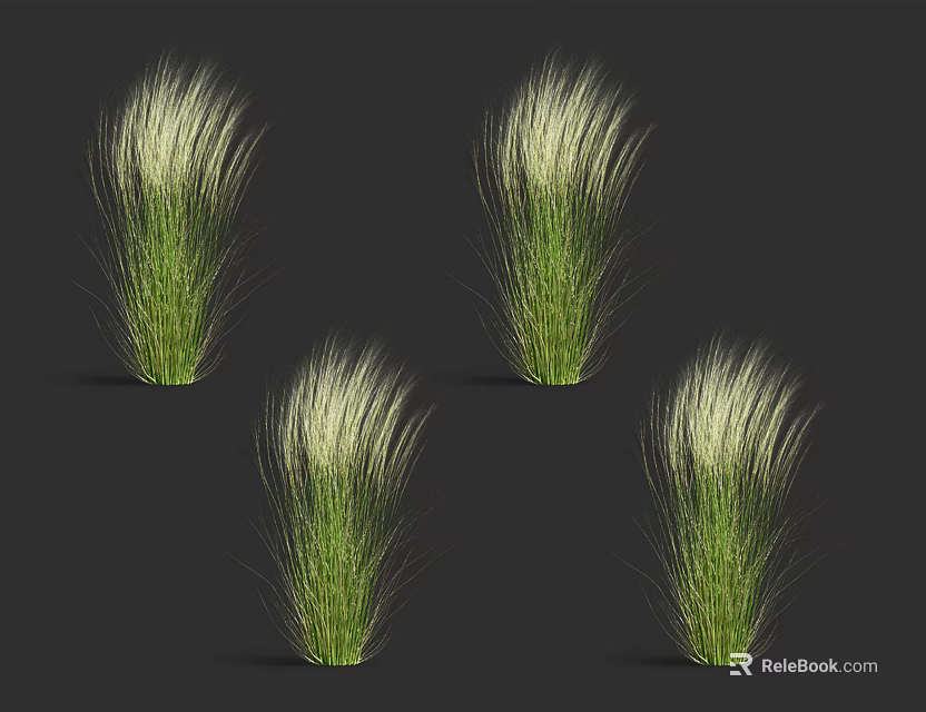 Ornamental Green Grasses With White Feathery Tops For Garden Decoration 3d model 