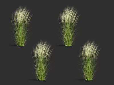 Ornamental Green Grasses With White Feathery Tops For Garden Decoration 3d model