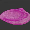 White Clam Shell With Oval Shape Textured Edge And Small Hole On Dark Background