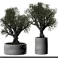Olive Bonsai Trees in White Concrete Planters with Thick Trunks and Lush Green Foliage