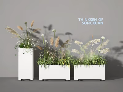 Modern Bonsai Potted Plants in White Planters with Ornamental Grasses and Shadows 3d model