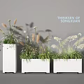 Modern Bonsai Potted Plants in White Planters with Ornamental Grasses and Shadows