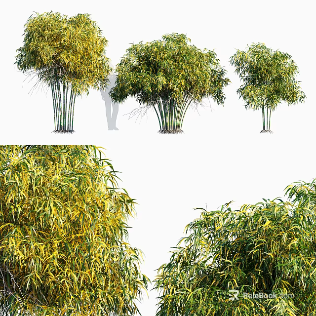 Different Types Of Bamboo Plants With Green And Yellow Foliage And Various Clusters 3d model 