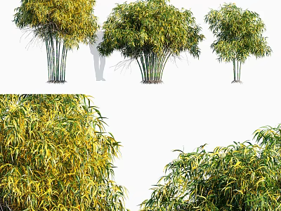 Different Types Of Bamboo Plants With Green And Yellow Foliage And Various Clusters 3d model
