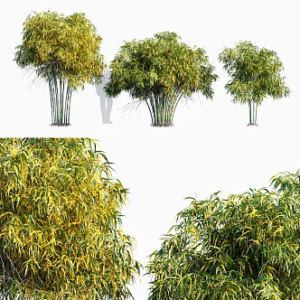 Bamboo Arrow Bamboo Shennong Arrow Bamboo 3d model