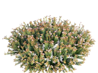 Lush Dense Shrub With Green Foliage And Small Pink Flowers For Garden Landscaping 3d model
