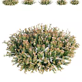 Lush Dense Shrub With Green Foliage And Small Pink Flowers For Garden Landscaping