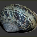 Unique Snail Shell Featuring Colorful Blue Brown Patterns On Shiny Surface 3d model