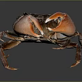 Crab with dark body showcasing red claws on gray background with reflection 3d model