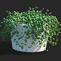Potted Green Succulent Plant with Small Round Leaves in White Pot and Hanging Branches
