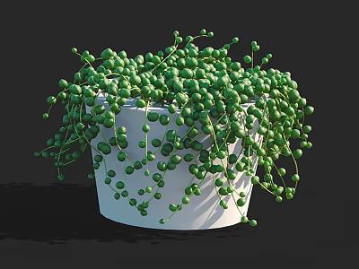 Potted Green Succulent Plant with Small Round Leaves in White Pot and Hanging Branches 3d model