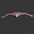 3D Anatomical Model Of Human Limbs With Color Coded Muscle And Organ Structures