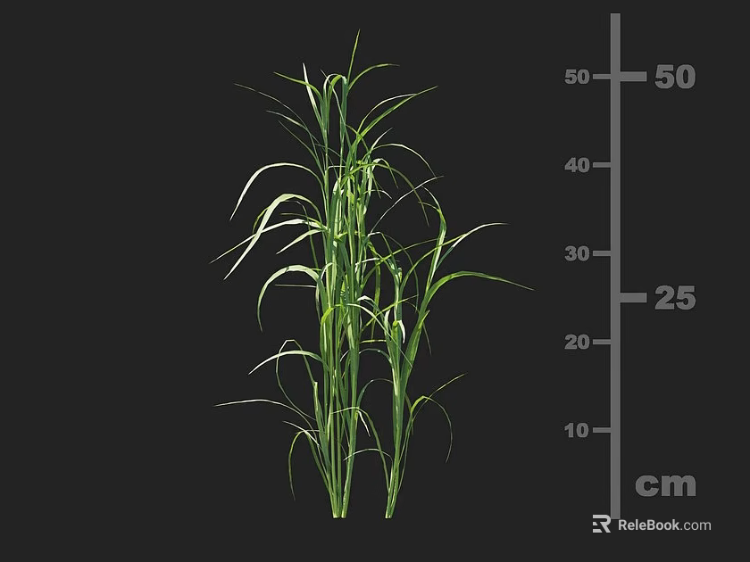 Green Crop Plant Showing Healthy Growth With 25 Centimeters Height Measurement 3d model 
