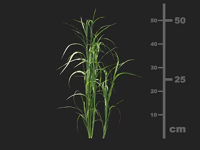 Green Crop Plant Showing Healthy Growth With 25 Centimeters Height Measurement 3d model